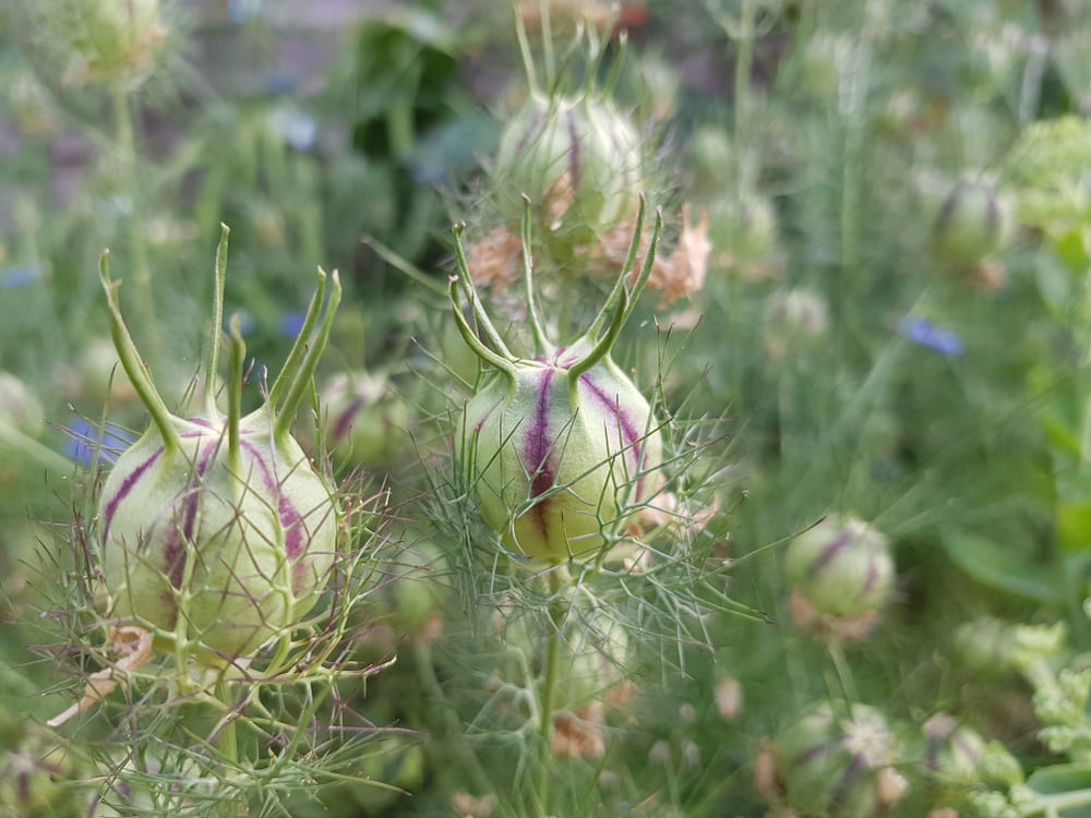 Nigella damascena seed pods in focus