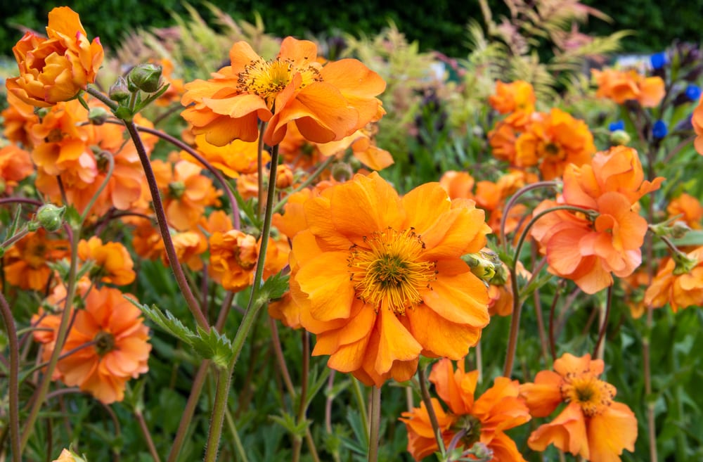 Light orange geum 'Fireball'