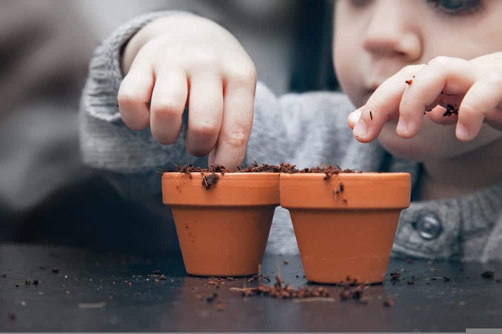A child planting seeds in small terracotta pots
