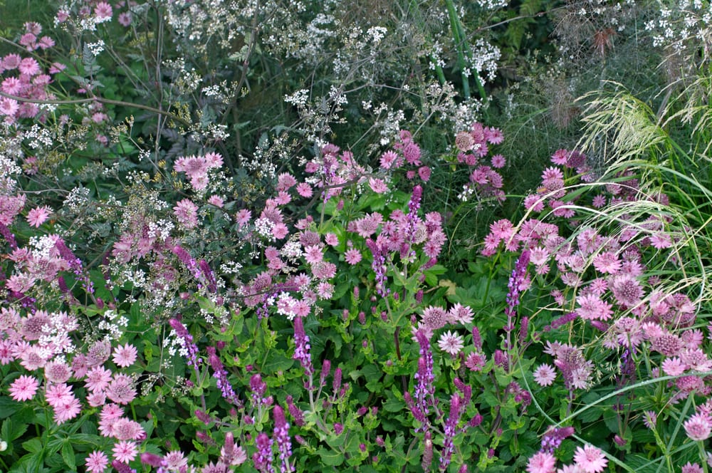 a flower border with nectaroscordum and astrantia