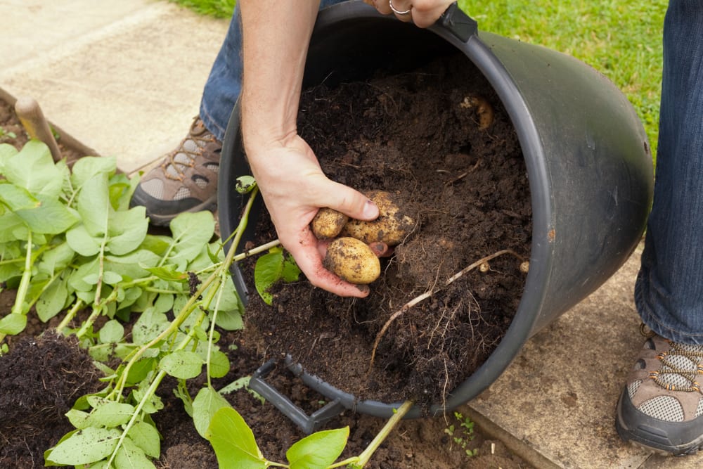 man harvesting potatoes from black plastic container