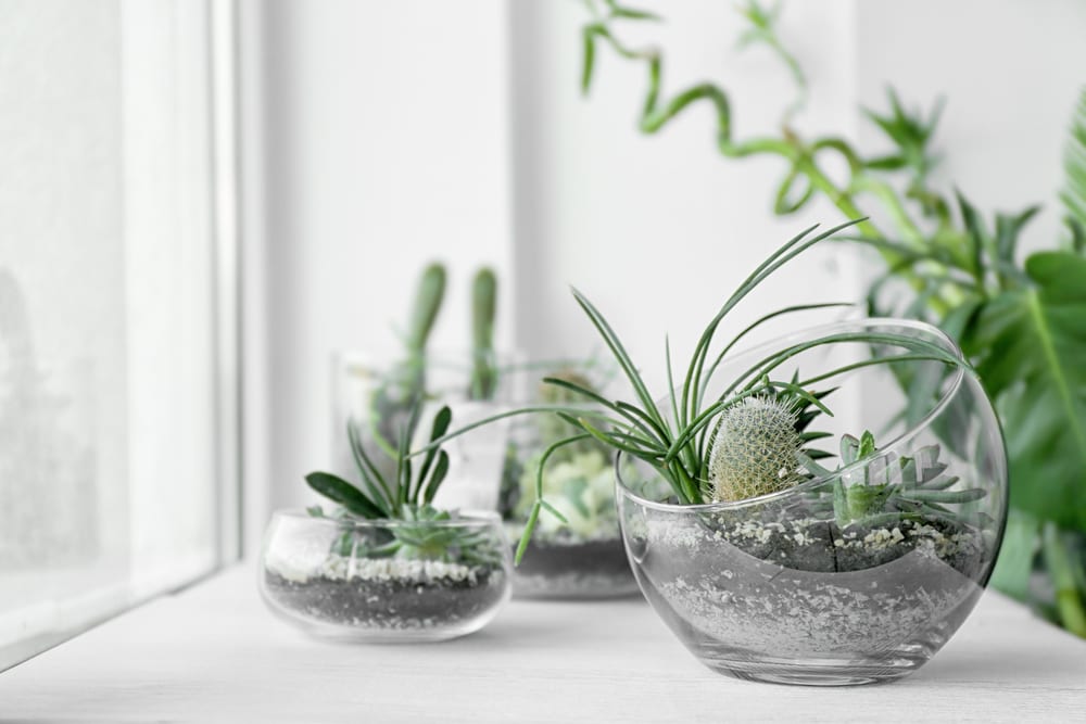 succulents in multiple glass terrariums