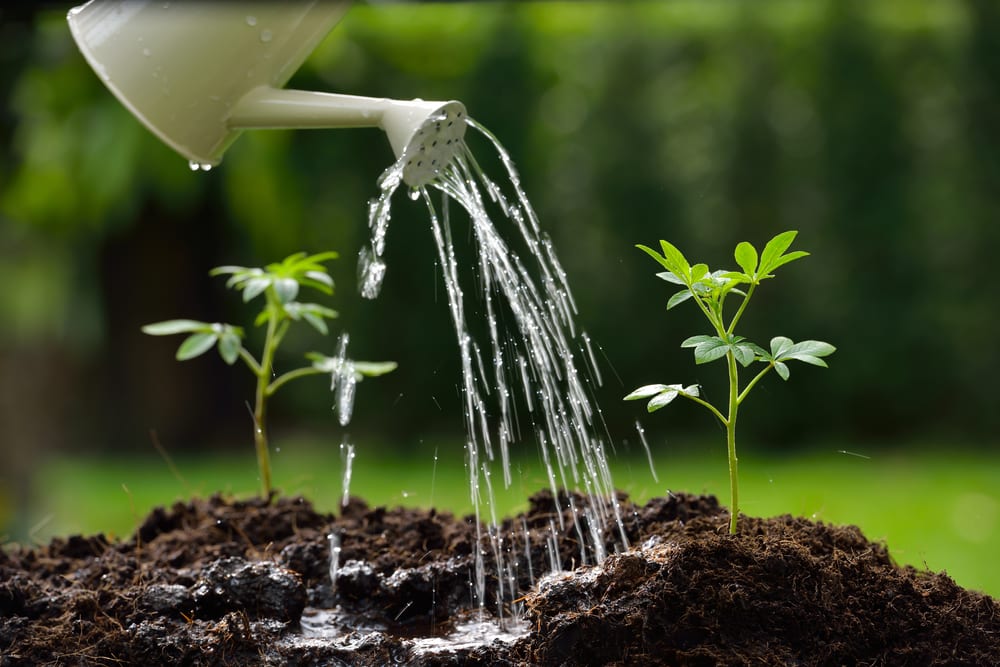 plants sprouting from soil and being watered from can