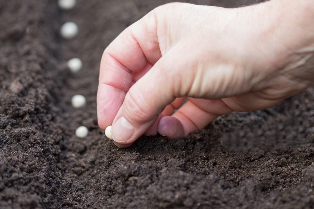 hand planting pea seeds in soil