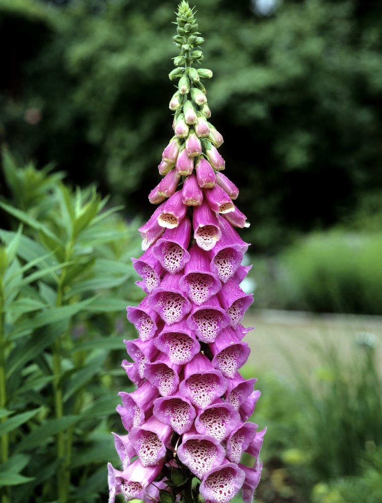 purple cones of shirley foxgloves