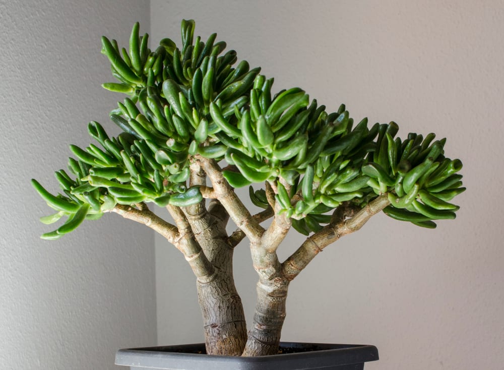 Crassula ovata indoors, potted in a bonsai style