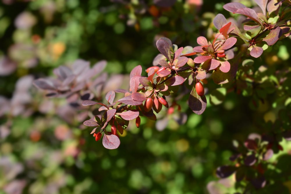 dark purple and red Japanese barberry branches