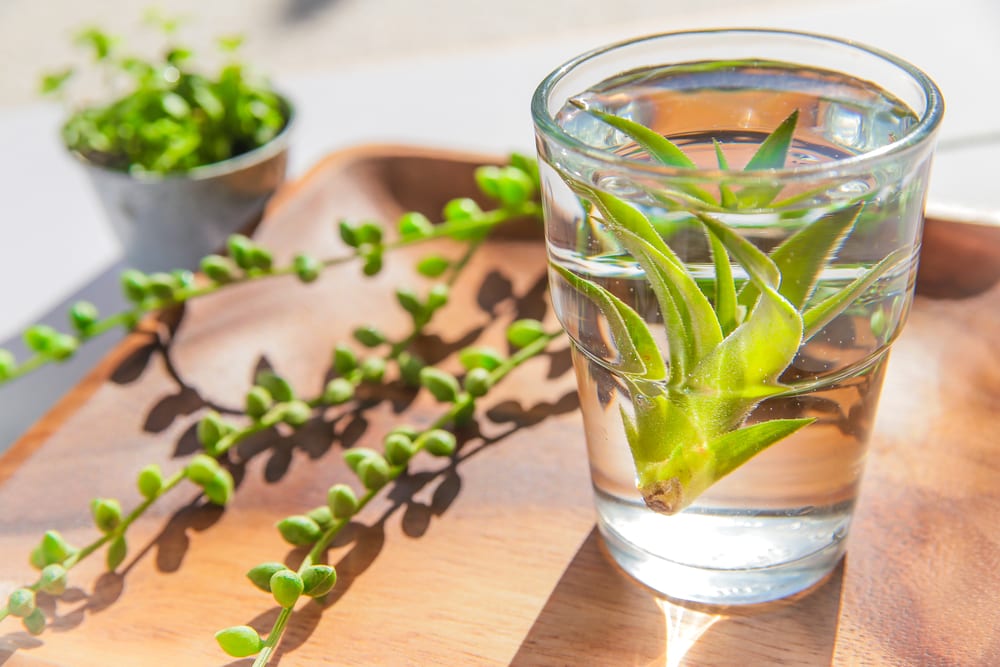 air plants soaking in a glass of water