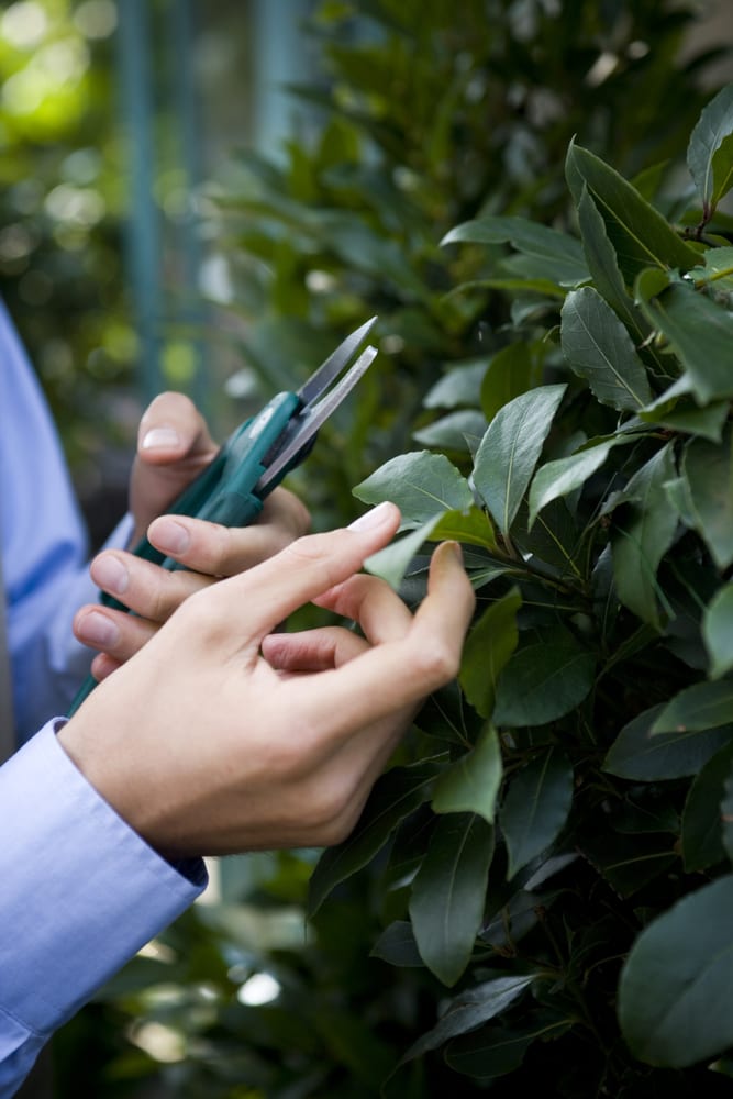 man pruning a bay tree