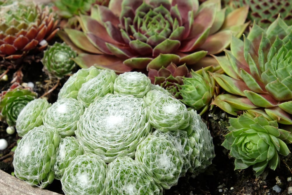 cobweb common houseleek with other succulents in the background