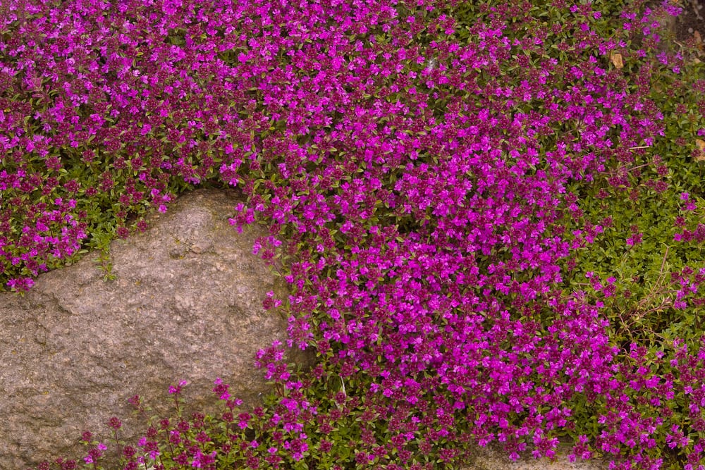 Pink creeping thyme in a field