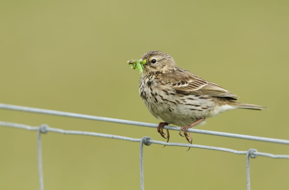 a Meadow pipit sat on a wire fence eating a caterpillar