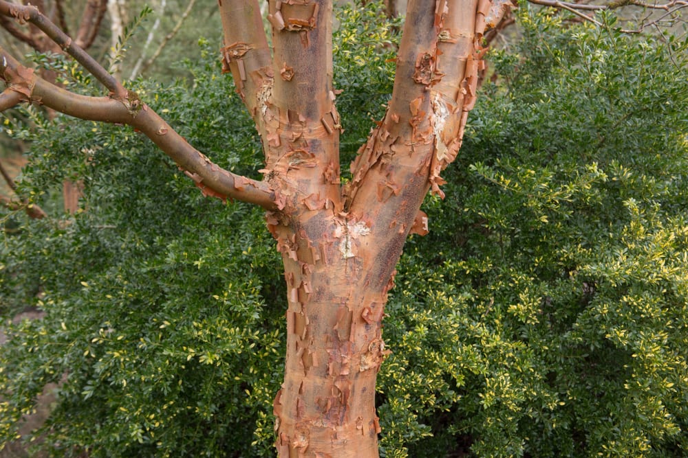 Paperbark Maple (Acer griseum) tree with greenery in background