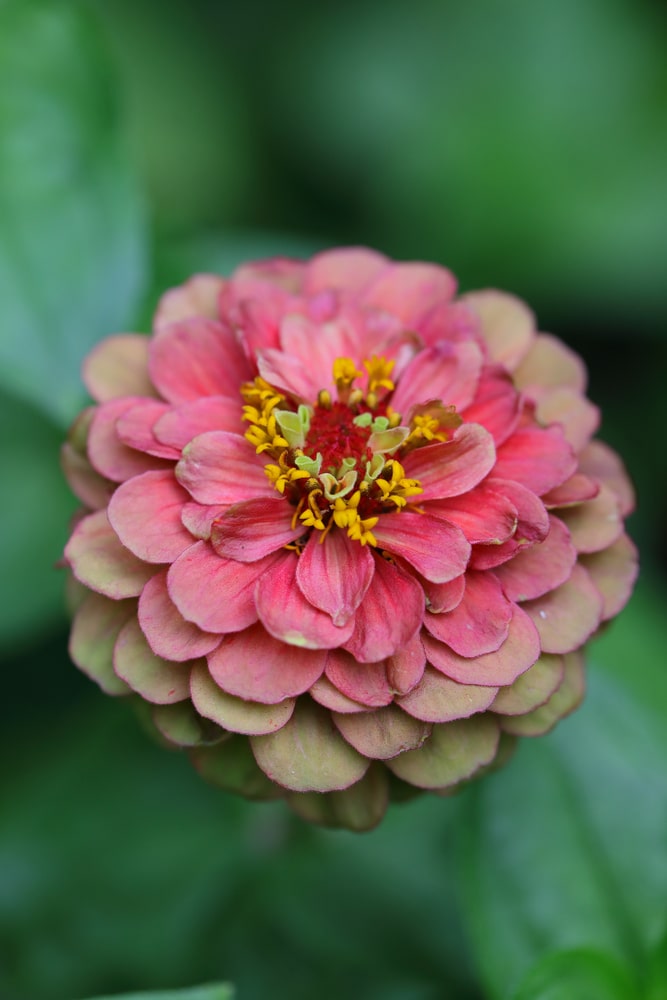 Close up of Dahlia flowered Zinnia