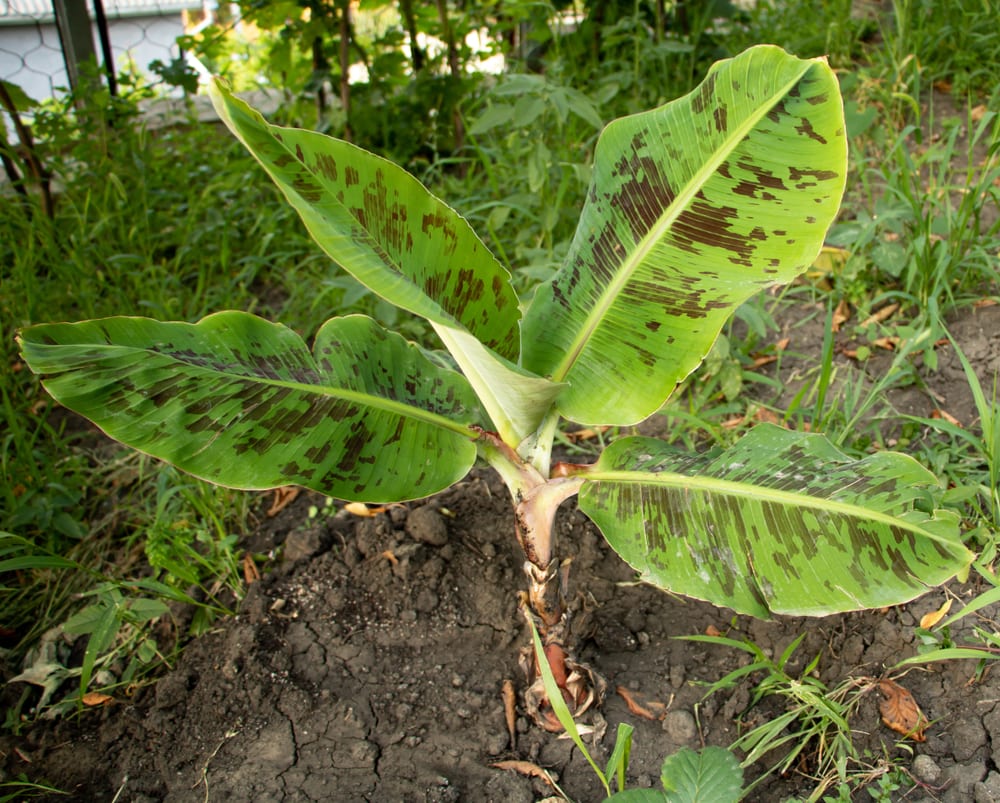 How To Grow Banana Plants Uk Care Tips Upgardener™