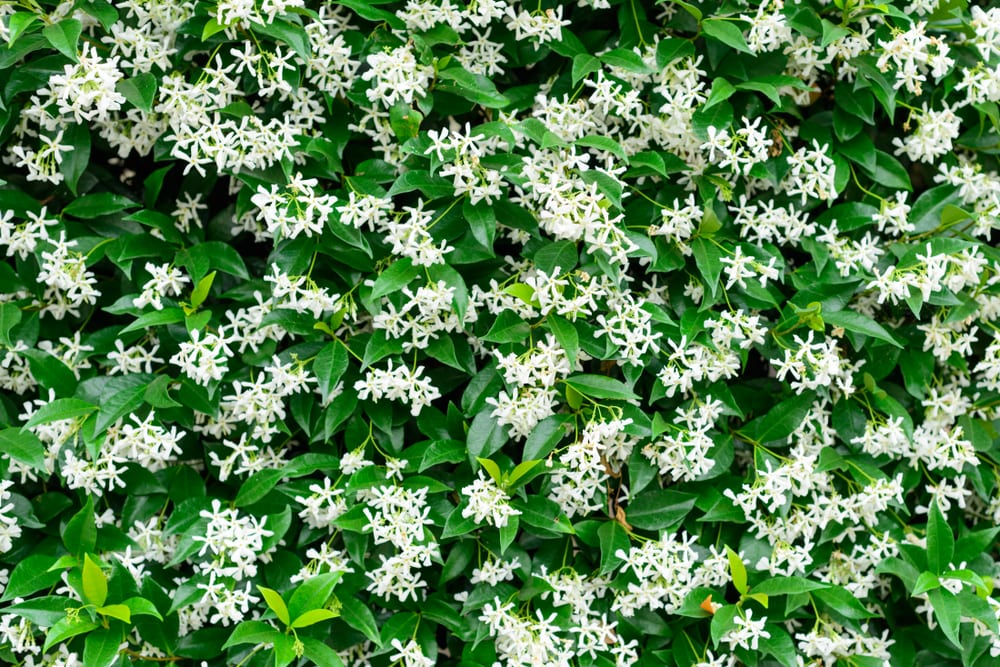 Wall of Chinese star jasmine flowers