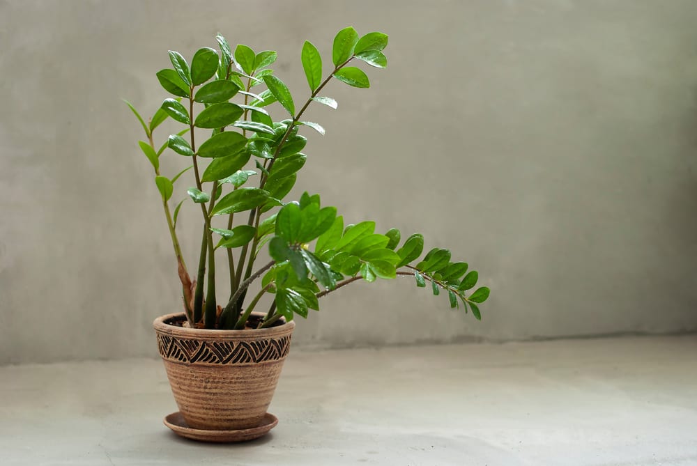 Beautiful Zamioculcas home plant