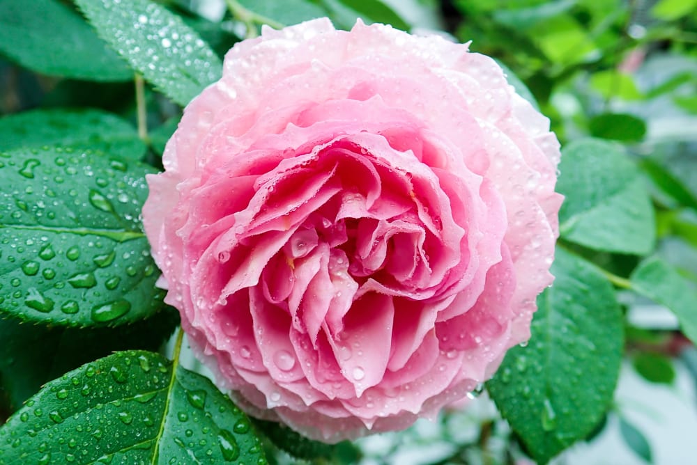 rain-covered close-up of a pink James Galway rose