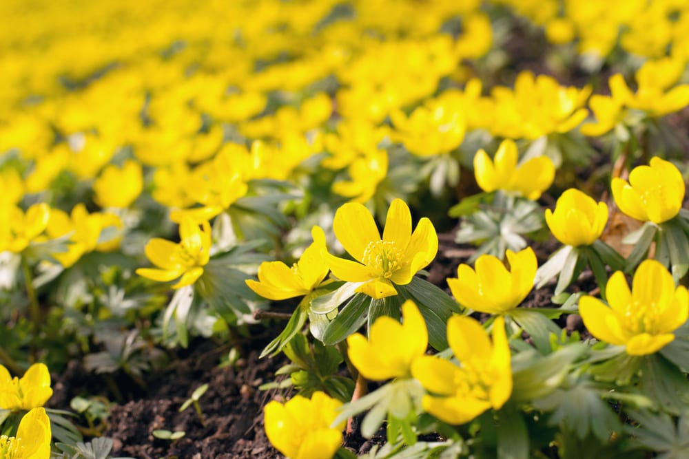 20 Best Uk Winter Flowering Plants And Shrubs Upgardener™