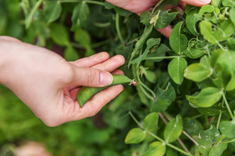 woman harvesting pea pods from plant