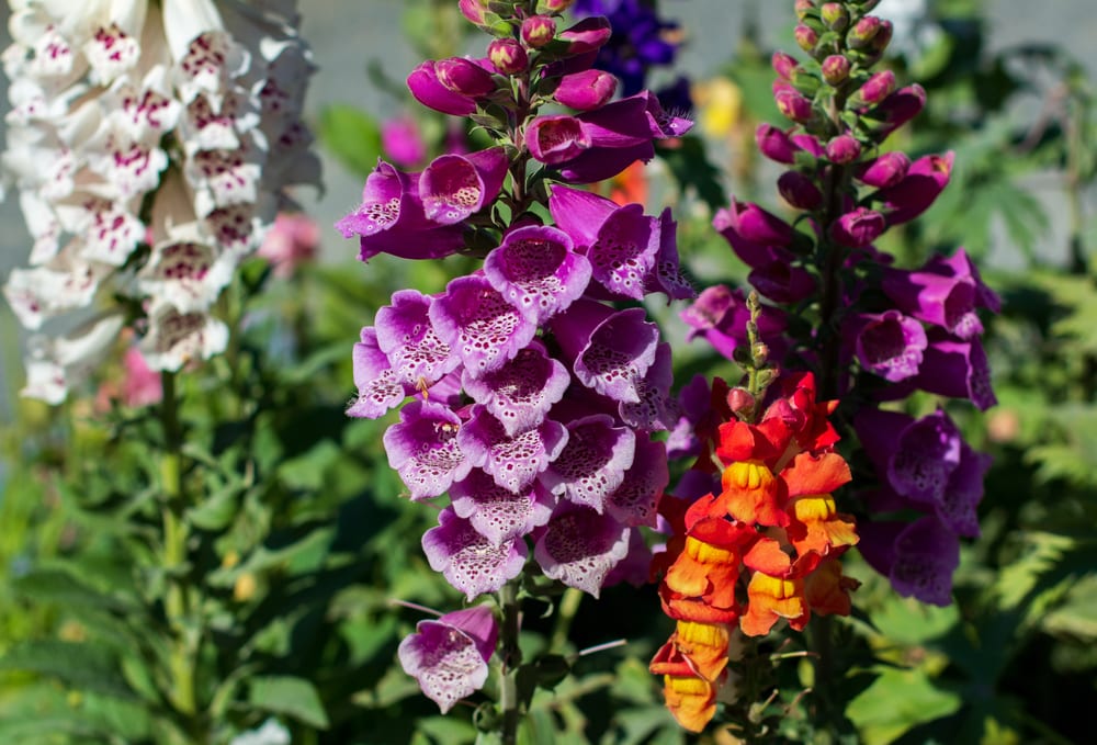 colourful orange, white and purple foxgloves with green leaves