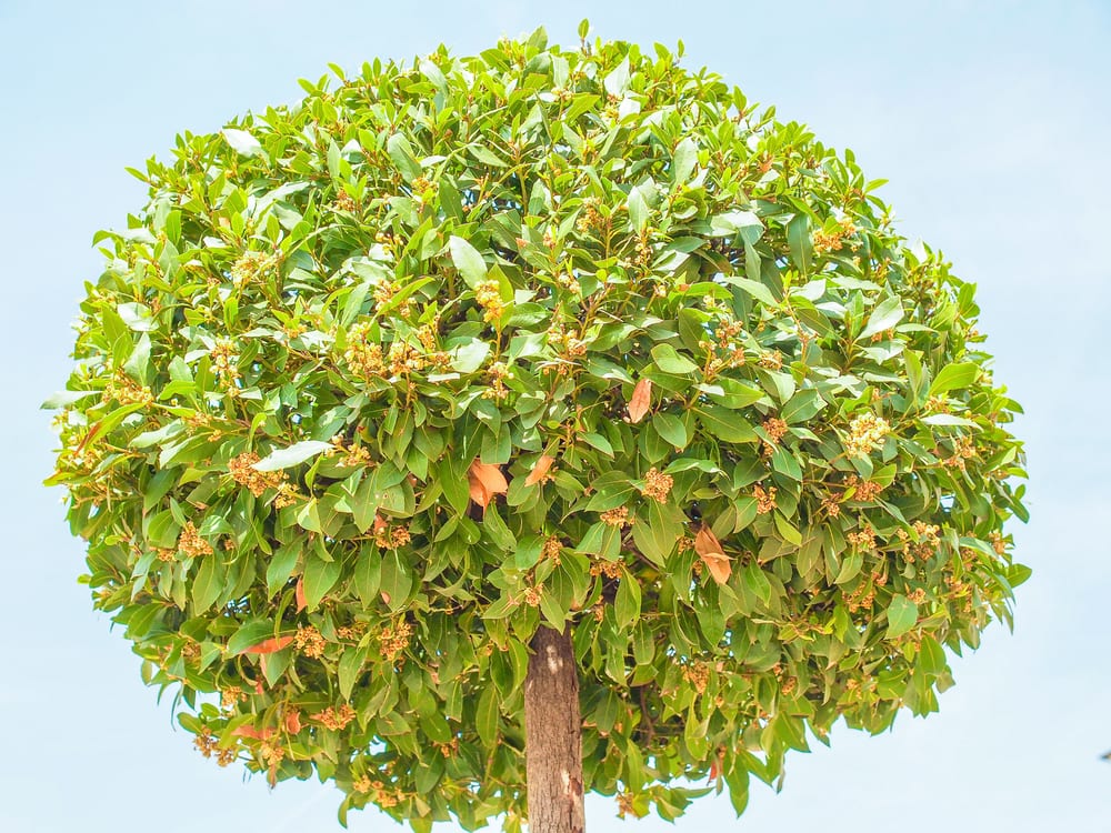 round shaped Laurel Bay Tree on blue background