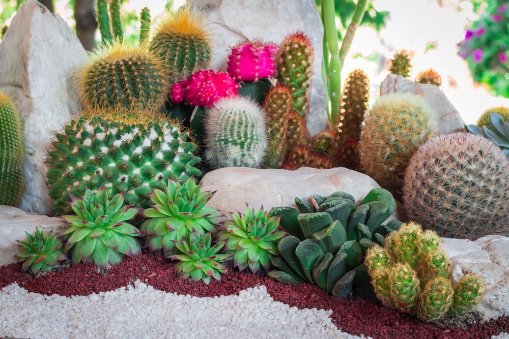 various cacti alongside houseleeks