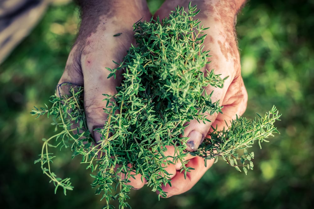 thyme in pair of hands