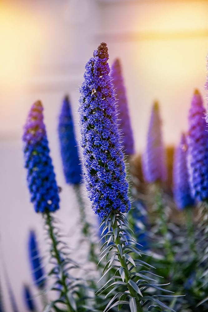 stunning Echium Candican flowers with a sunlit background