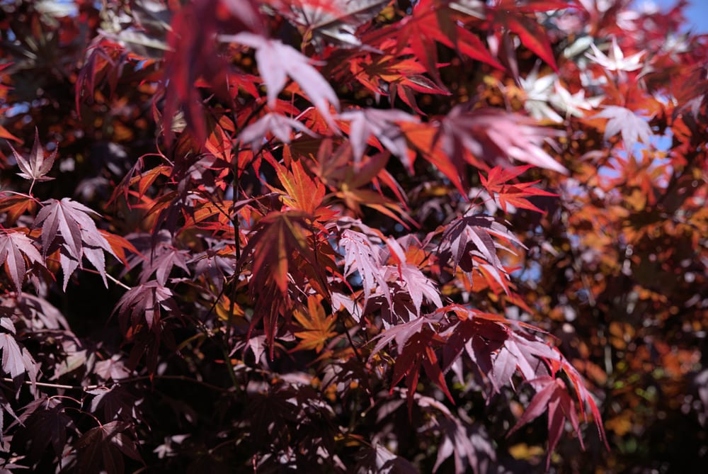 dark red leaves of the acer palmatum "Bloodgood"