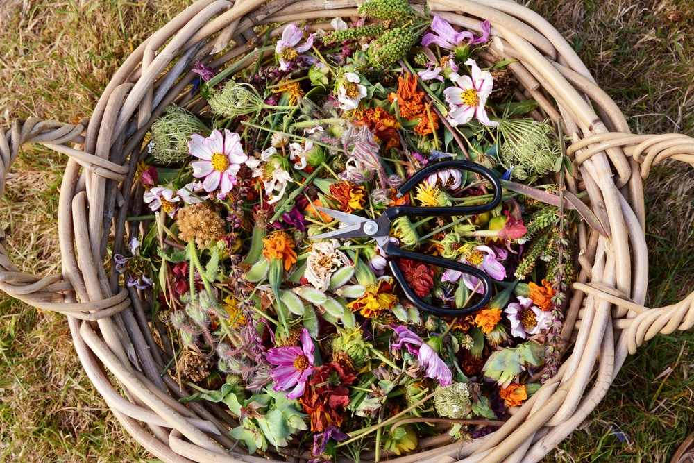 basket full of deadheaded flowers on a lawn
