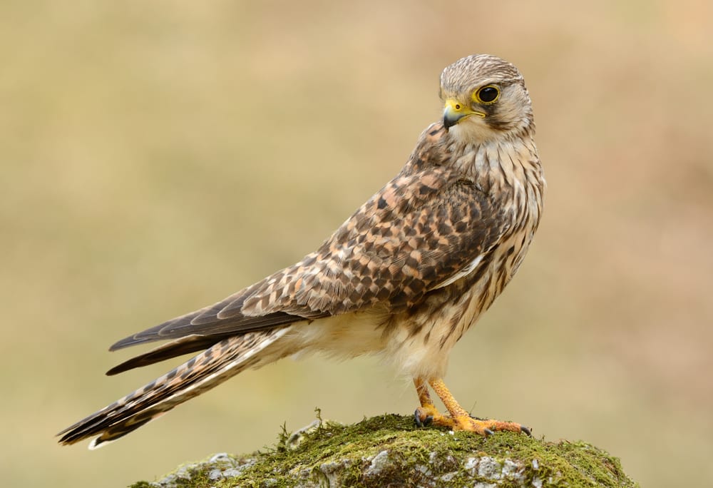 Types Of Native Birds