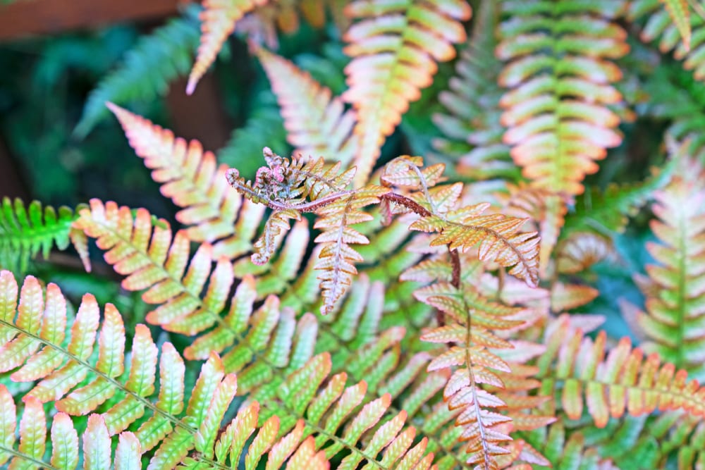 20-best-types-of-fern-to-grow-in-the-uk-upgardener