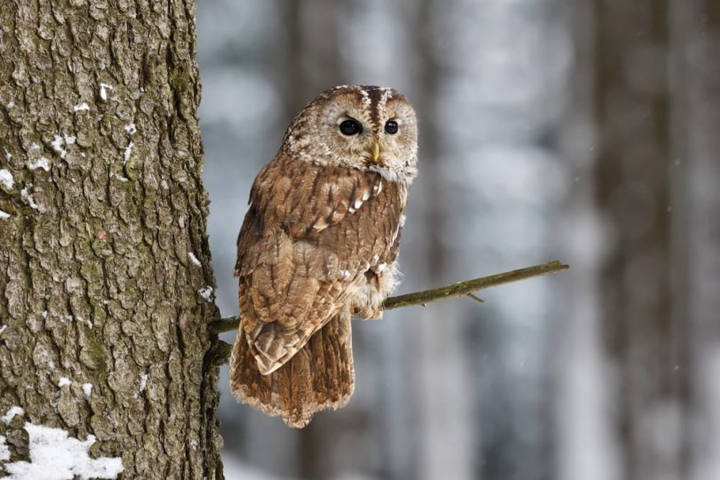 12 Different British Birds Of Prey (Common & Rare) | UpGardener™