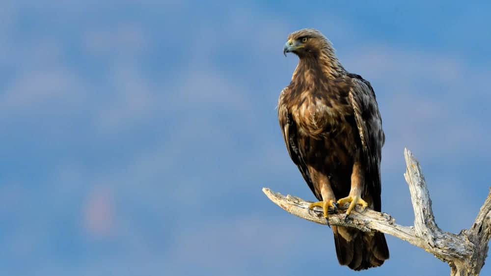 Golden Eagle sat on a branch