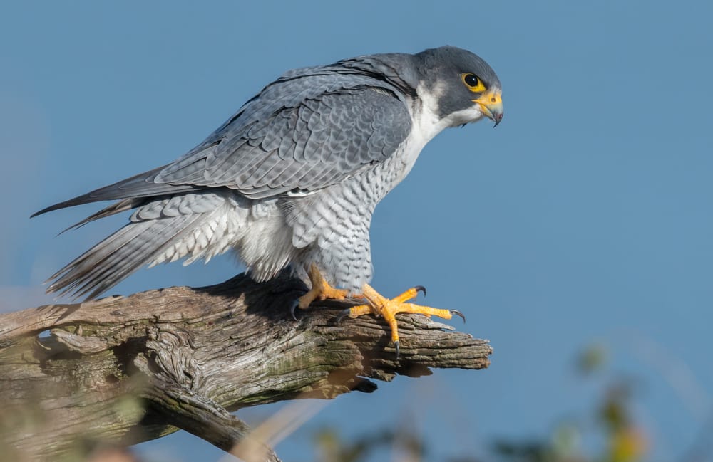 Grey peregrine Falcon on the end of a branch