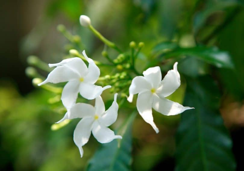 How To Grow Star Jasmine - Plant Care Tips | UpGardener™