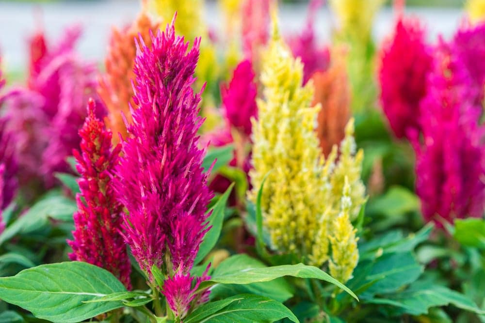 Celosia 'Woolflower' Care & UK Growing Tips UpGardener™