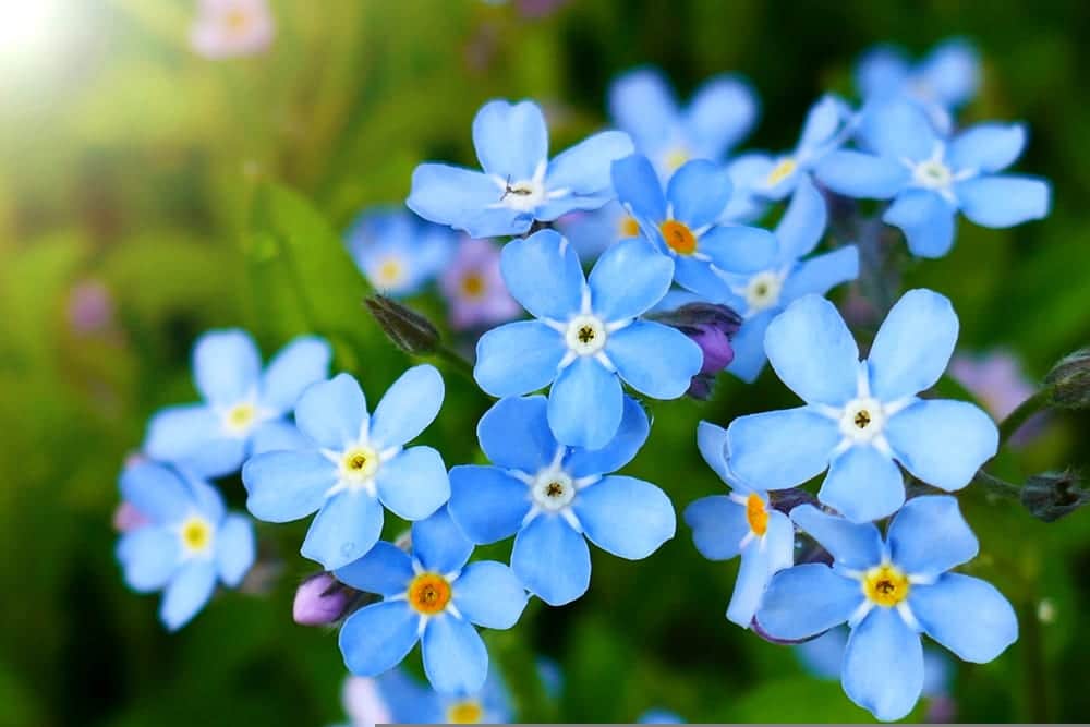 forget-me-nots-care-uk-growing-tips-upgardener