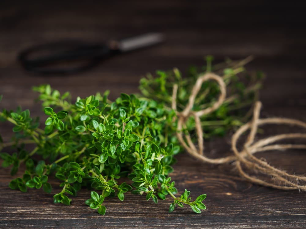 How To Grow Thyme UK Care & Growing Tips UpGardener™