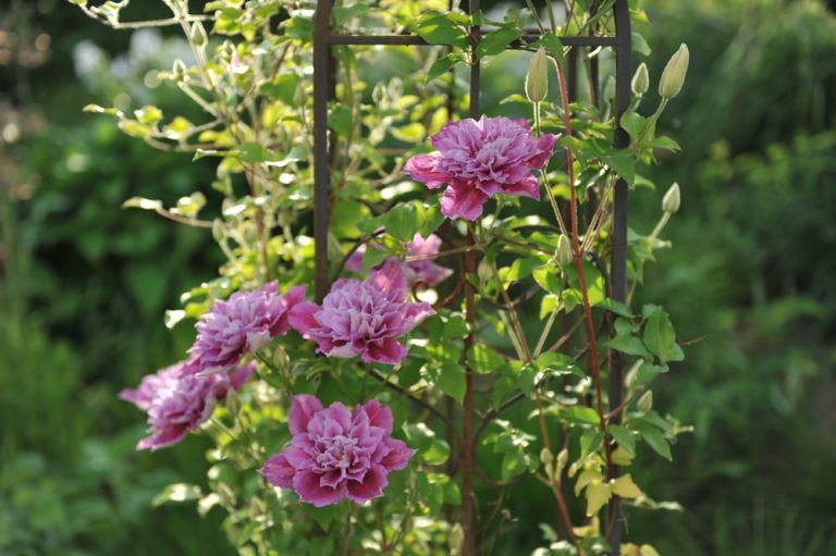 5 Best UK Garden Obelisks For Climbing Plants | UpGardener™