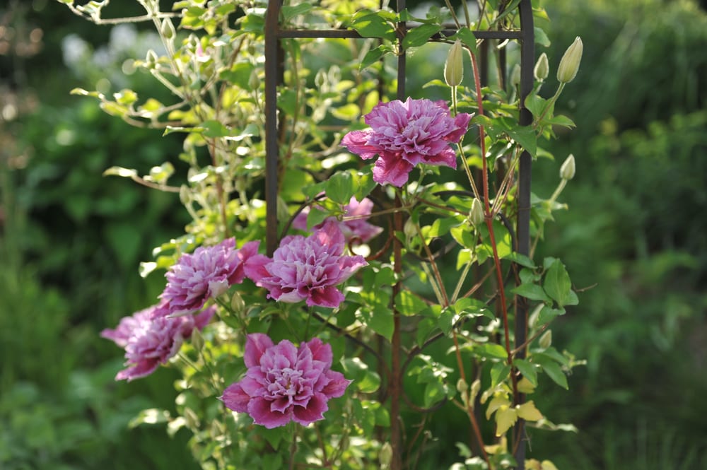 5 Best UK Garden Obelisks For Climbing Plants UpGardener™