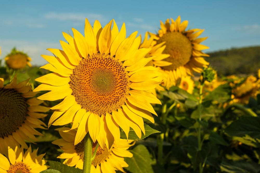 sunflowers grown on a mountain in Alicante