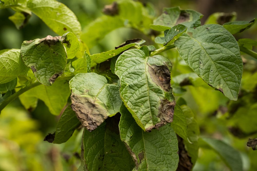 leaves of potato plant stricken with blight