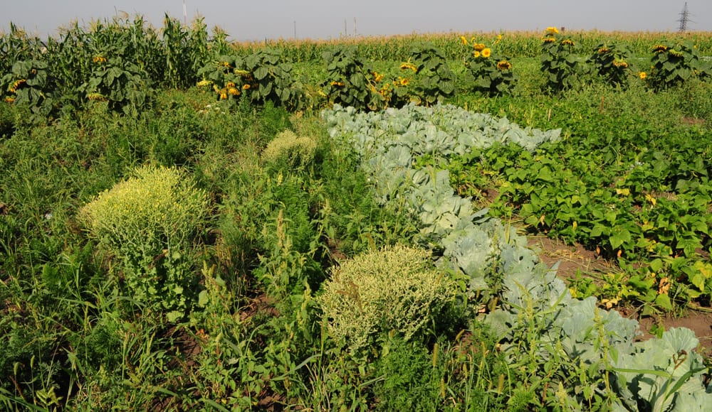 vegetable garden with sunflowers at the back