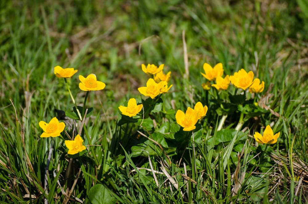 7 Types Of Common Weeds Found In Gardens Horticulture