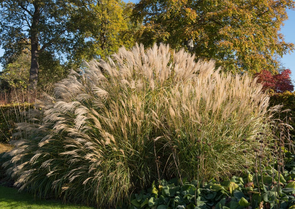 10 Incredible Types Of Ornamental Grasses | Horticulture.co.uk