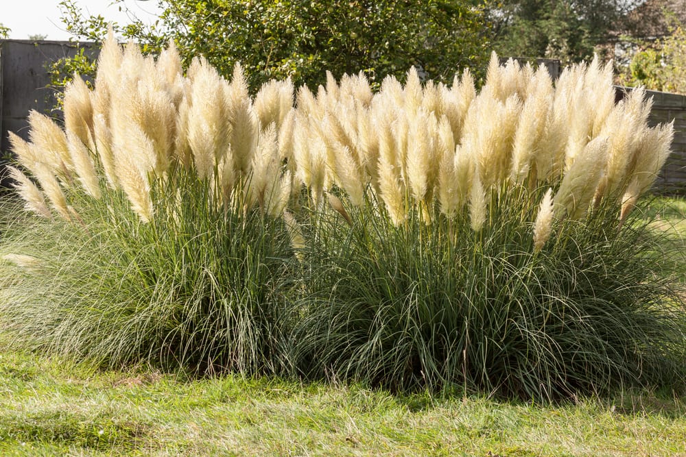 Pampas Grass growing outside