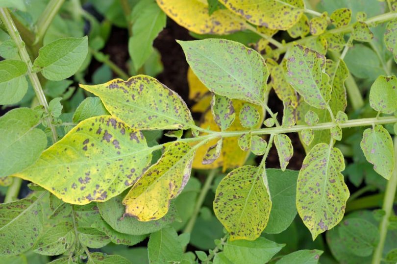 Potato Blight Causes, Identification & Treatment UpGardener