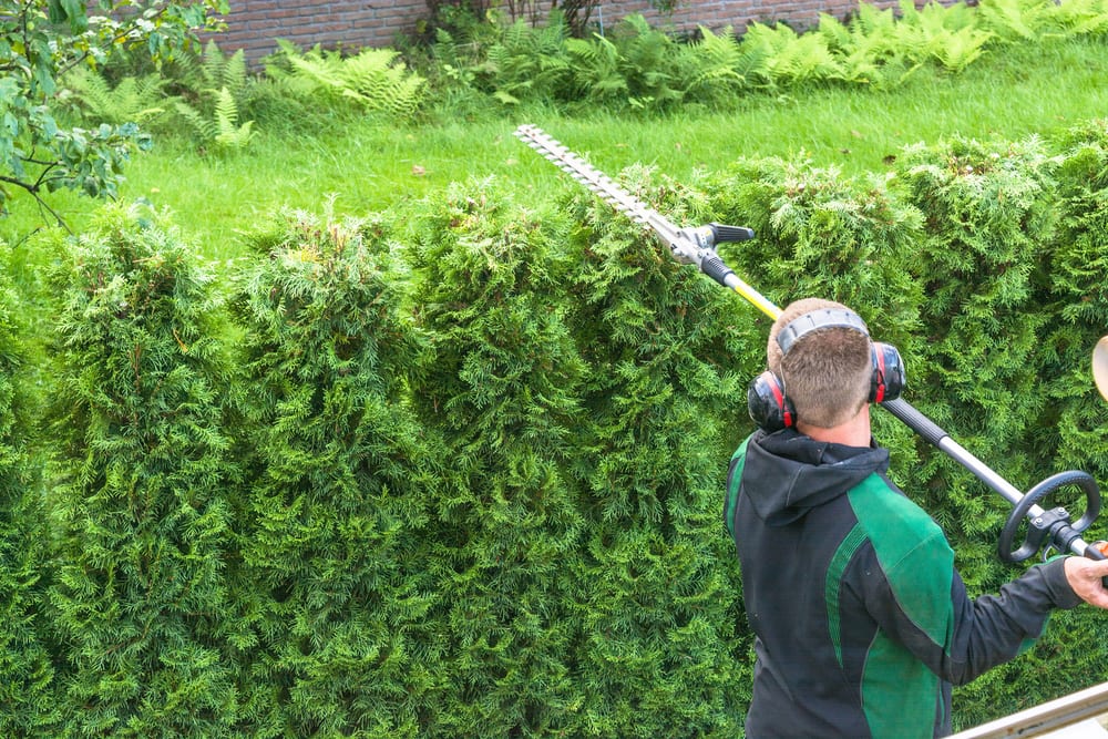 6 Best Telescopic Hedge Trimmers (Dec 2020) | UpGardener™